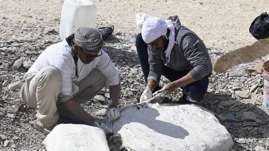 إكتشاف بقايا سلحفاة بحرية عملاقة عاشت في مصر قبل 68 مليون سنة